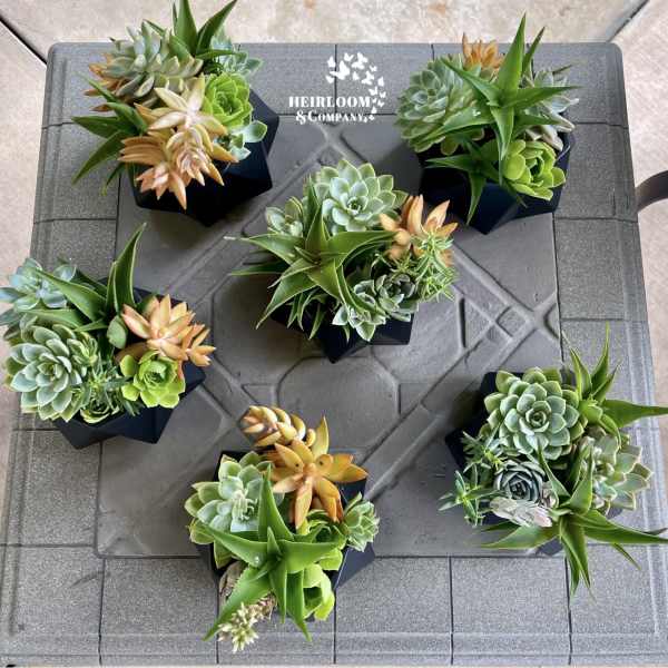 Six small succulent arrangements in black geometric pots on a gray tray