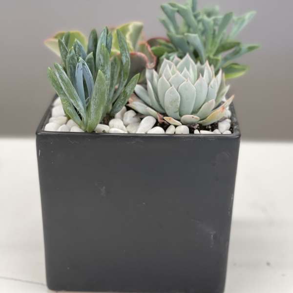 Small succulent arrangement in a black square pot with white pebbles