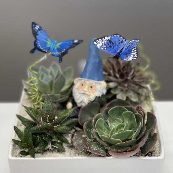 Succulent arrangement in a white square planter with a small gnome and blue butterflies