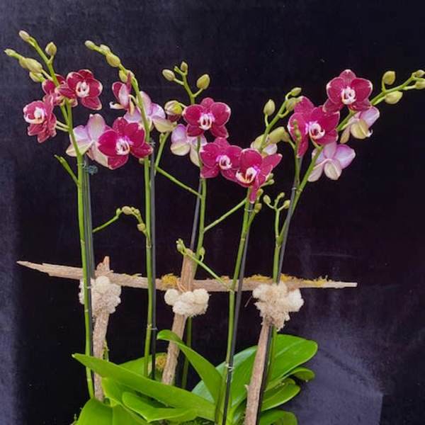 Potted orchids with pink and white blooms in a textured white bowl