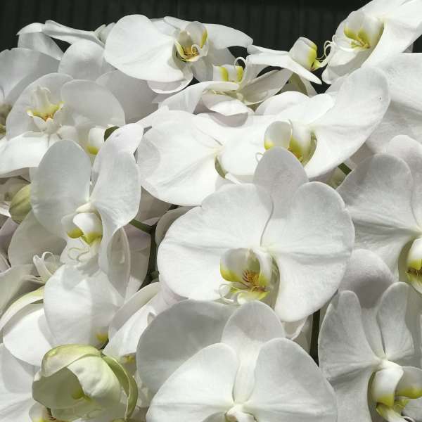 Cluster of white orchid blooms with pale yellow centers
