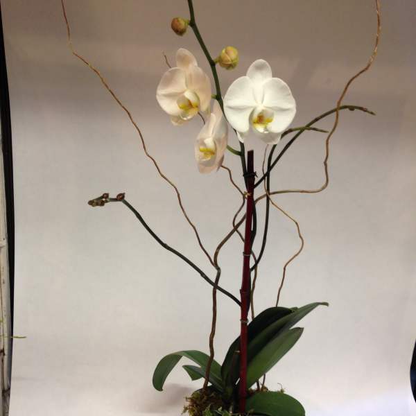 Snow White Orchid (Pre-order)