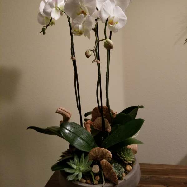 White orchids in a low bowl with succulents and shells