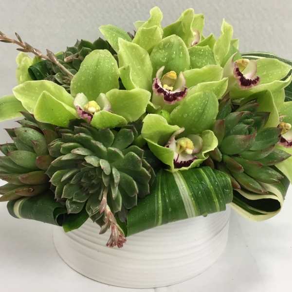 Green orchid and succulent arrangement in a white bowl