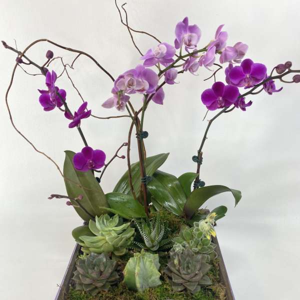 Orchid and succulent arrangement in a square box with a lavender ribbon