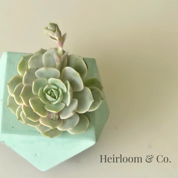 Succulent arrangement in a mint geometric planter