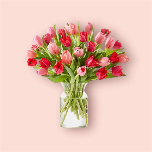 Pink and red tulips arranged in a clear glass vase