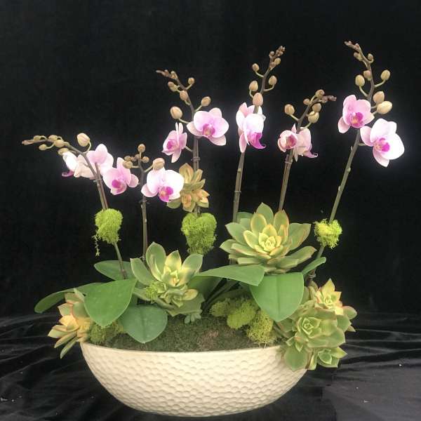 Pink orchid stems and succulents in a white bowl planter