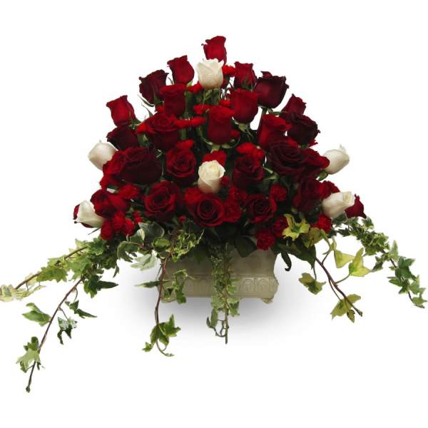 Red and white roses in a rectangular vase with trailing ivy
