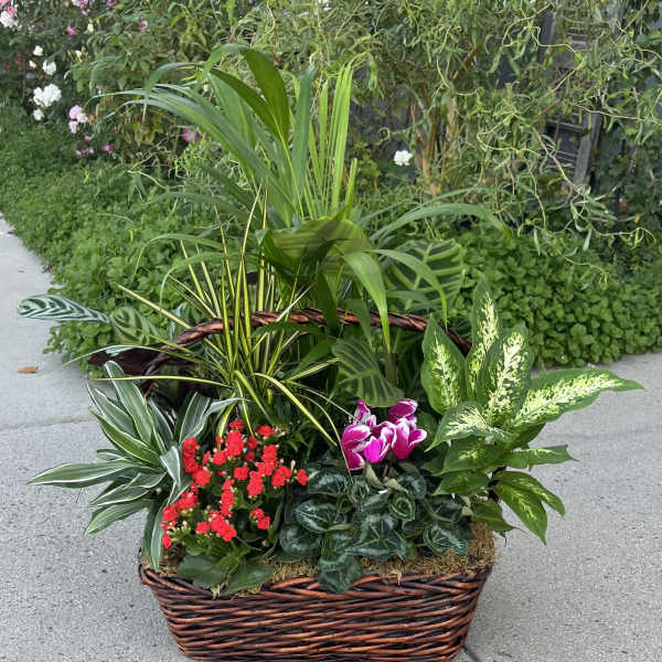 Mixed potted plants in a wicker basket with red and pink blooms