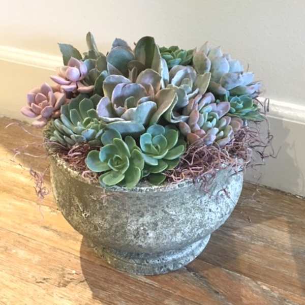 Succulent Garden