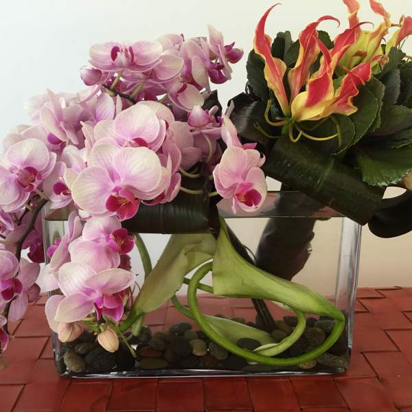 Perfect Phalaenopsis