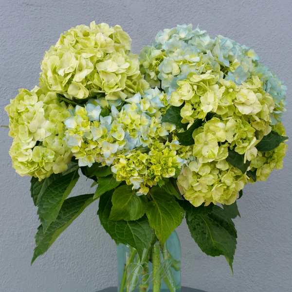Bouquet of pale green and blue hydrangeas in a glass vase