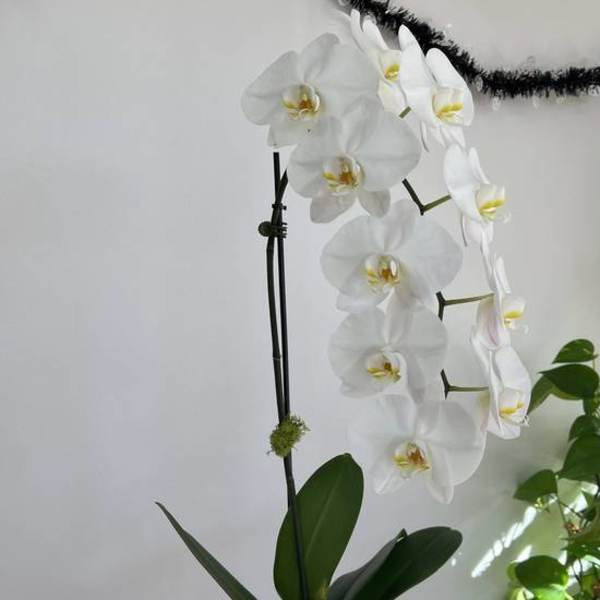 White orchid stems in a tall wooden vase with green leaves