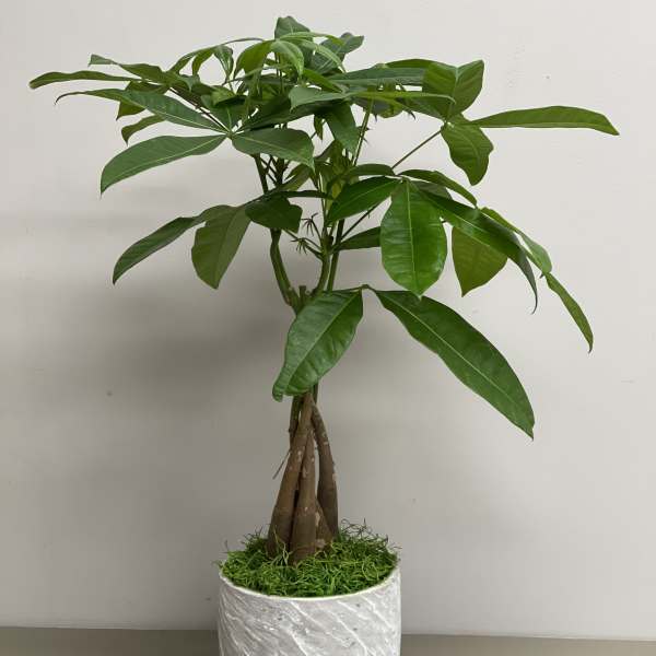 Potted money tree plant with braided trunks in a white textured cylinder pot