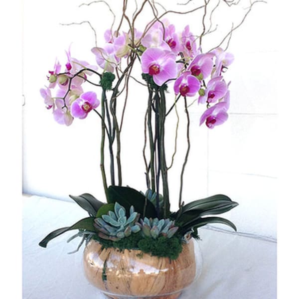 Pink orchids in a round glass vase with succulents and curly branches