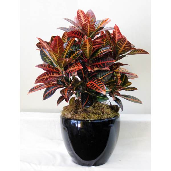 Potted croton plant with multicolored leaves in a black container