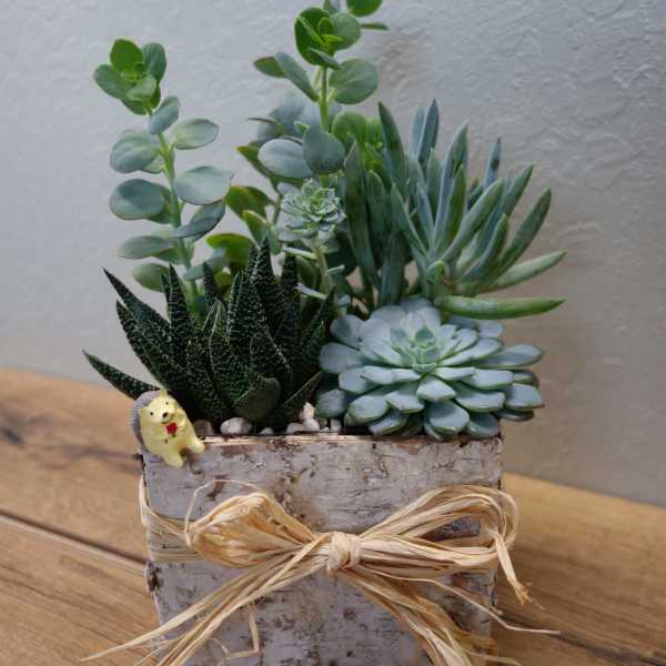 Succulent arrangement in a rustic square planter with a raffia bow