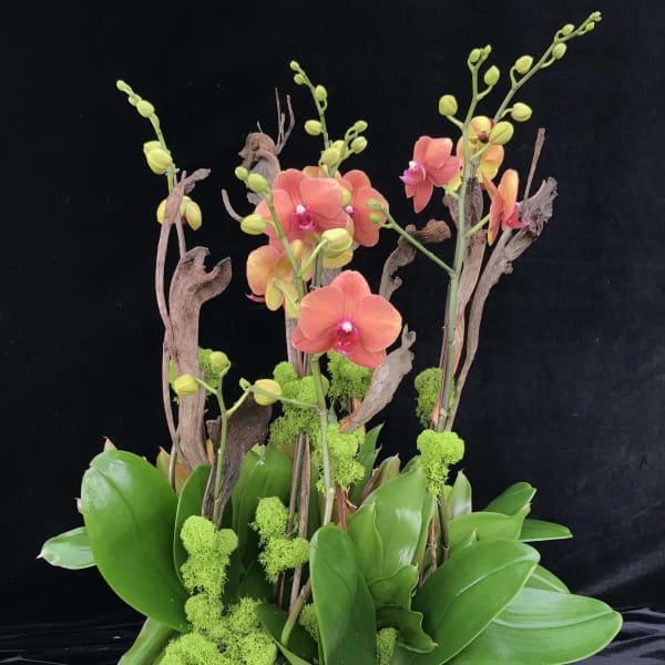 Orange orchids in a white rectangular planter with green moss and driftwood