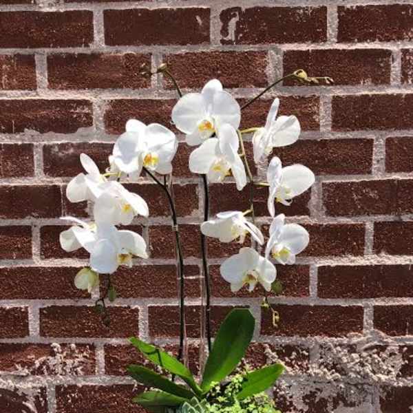Orchid and Succulents