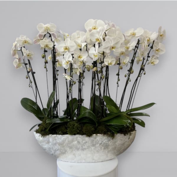 Orchid Love Boat