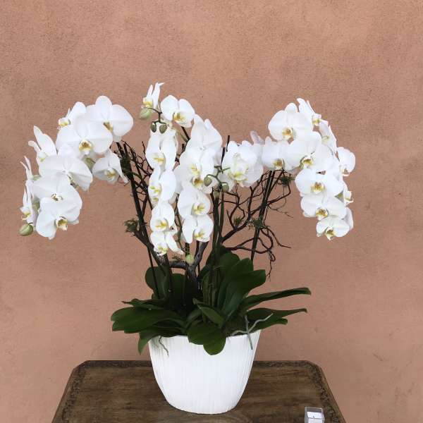 White orchids in a white pot on a wooden table