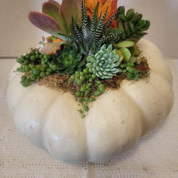 Succulent arrangement in a white pumpkin-shaped container