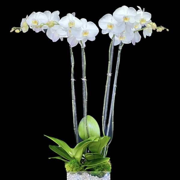 Double Stem Orchids
