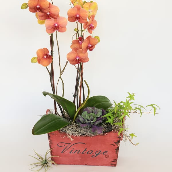 Coral Orchid Arrangement