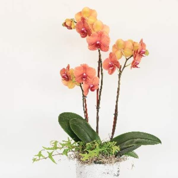 Yellow and Coral Orchid Arrangement