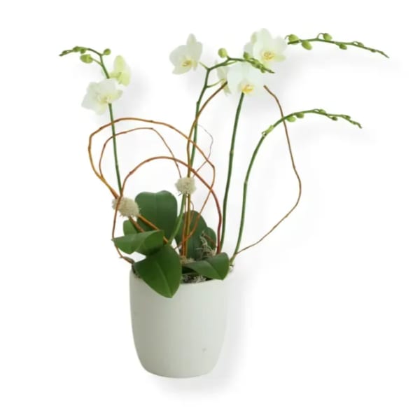 White orchid stems in a white pot with looping decorative branches