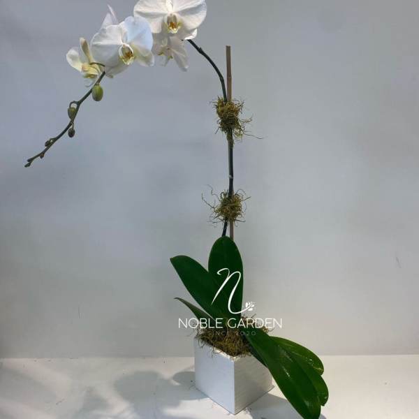 White orchid stem in a white cube planter