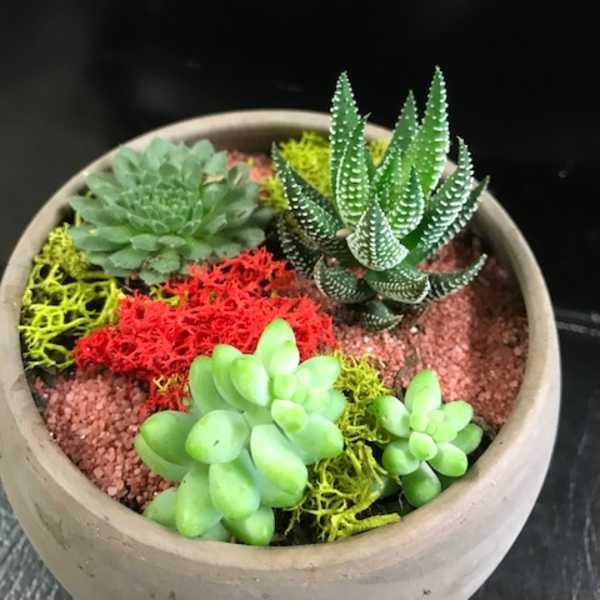Potted succulent arrangement in a round beige planter