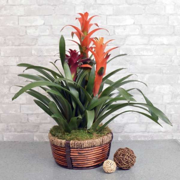 Tropical orange-flowering plant with long leaves in a low woven basket planter