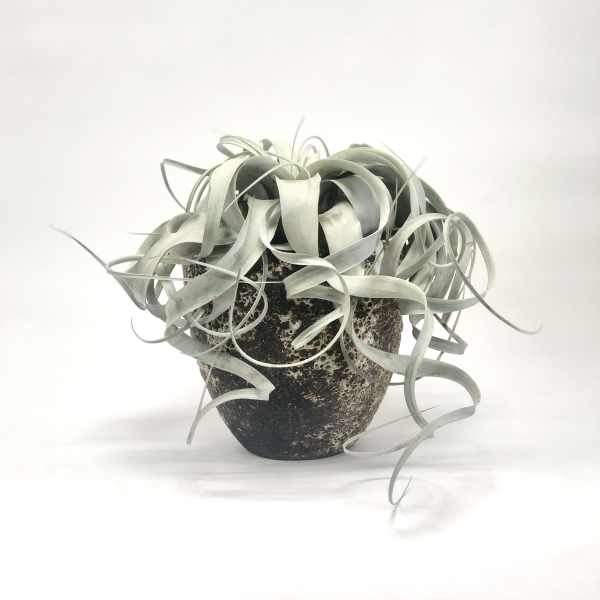 Potted air plant with long curling silver-green leaves