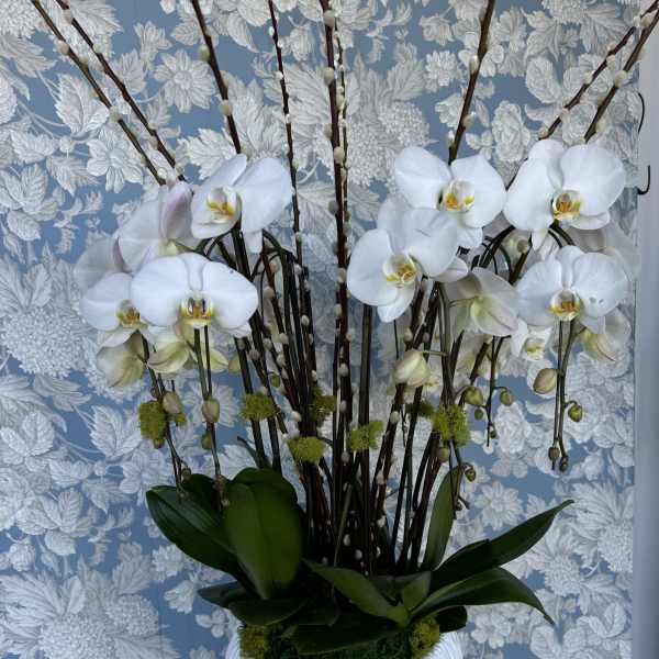 Orchid Paradise