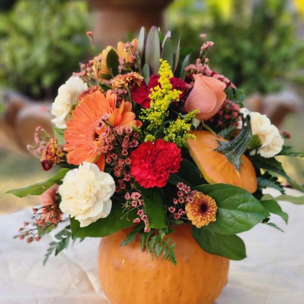 Real Pumpkin Designer's Choice