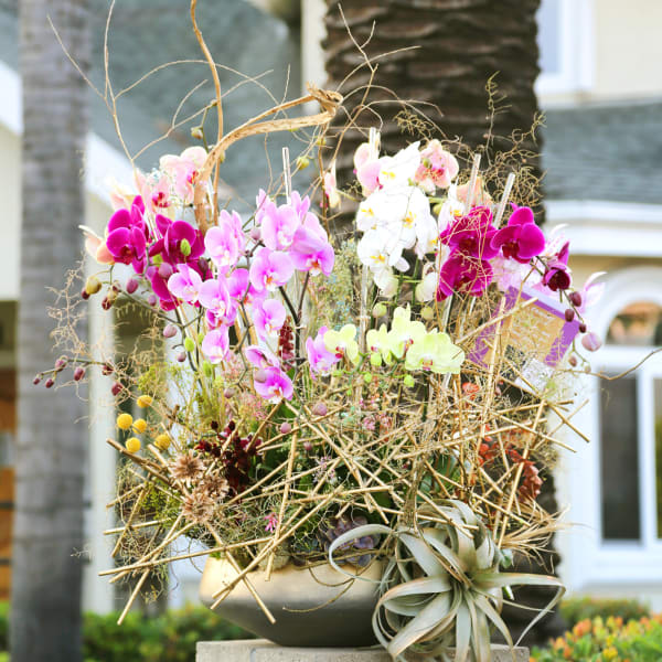 Designer Choice orchid Supreme
