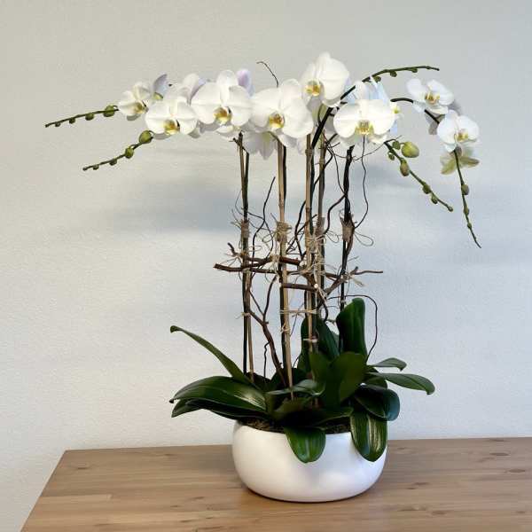 White orchid arrangement in a round white pot