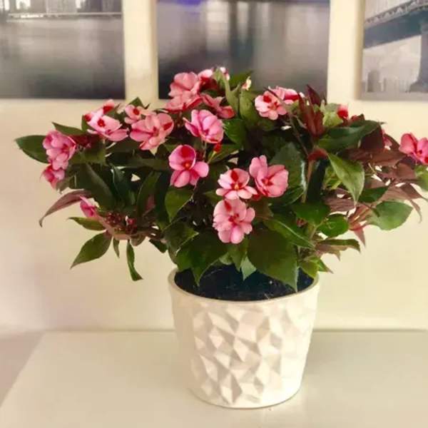 Pink flowering plant in a white textured pot