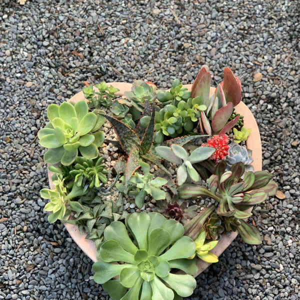 Round terracotta planter filled with assorted succulents on gravel