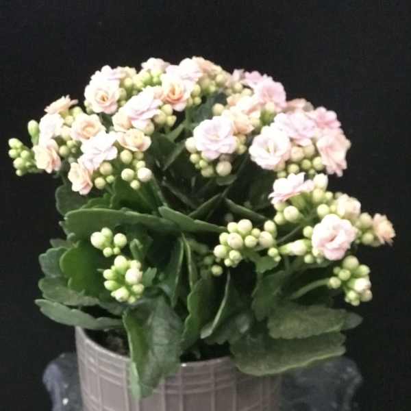 Potted plant with pale pink flowers and thick green leaves