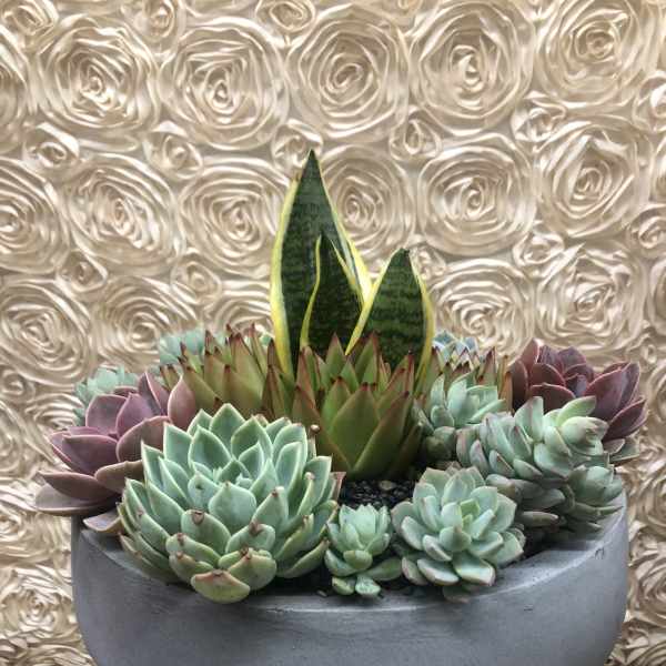 Succulent arrangement in a gray bowl planter