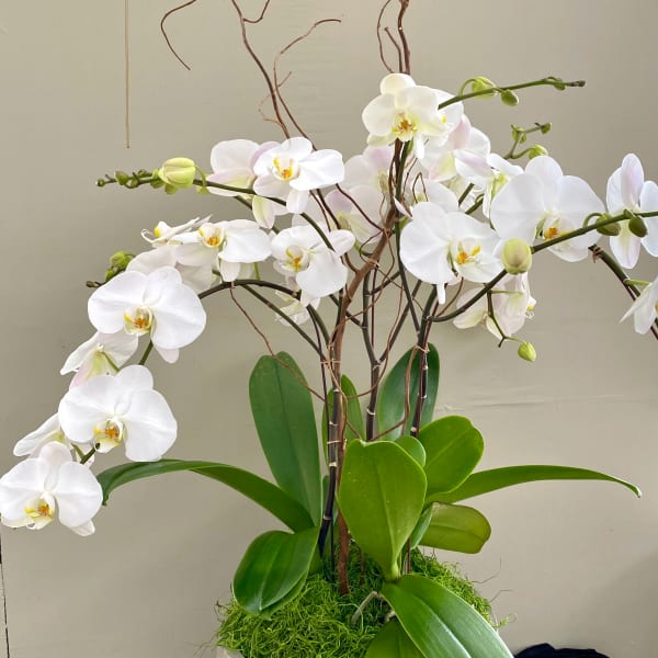 White Phalaenopsis