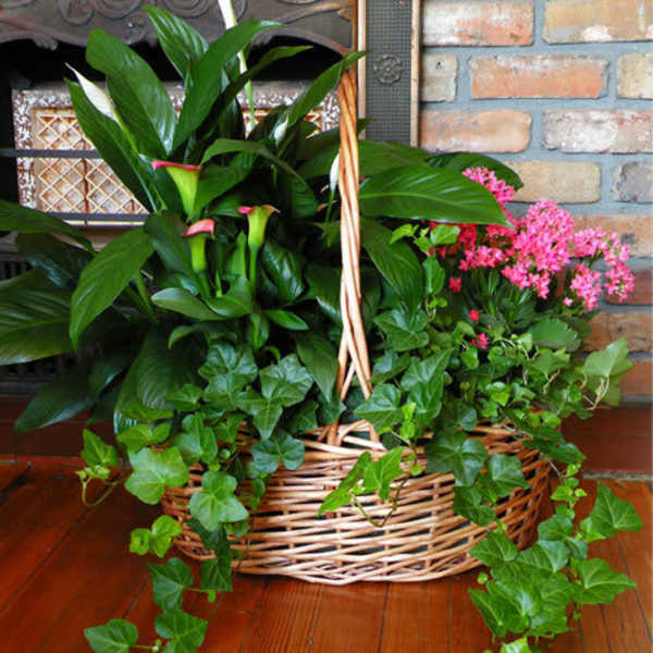 Basket of green plants with pink flowers
