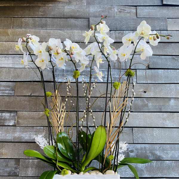 White orchid arrangement in a white textured planter