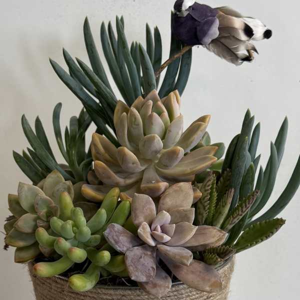 Succulent arrangement in a metal bucket with a rope wrap