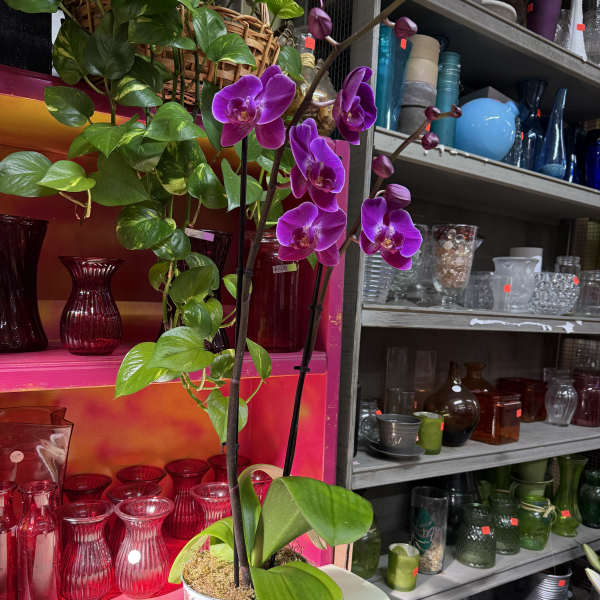 Purple orchid plant in a decorative tin pot on a table