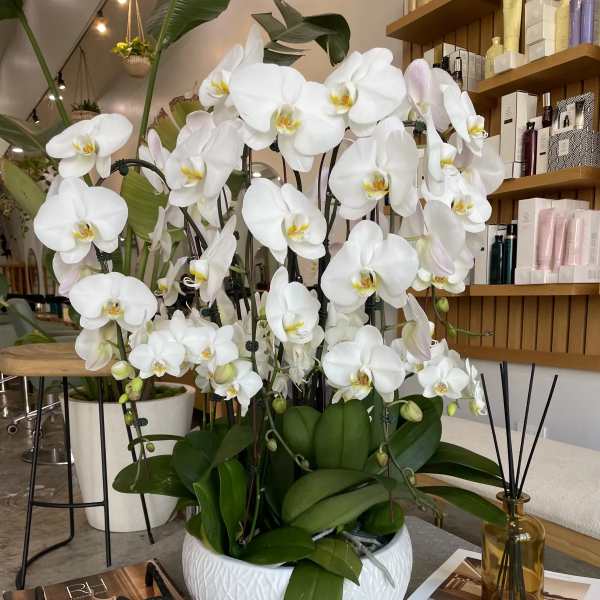White orchids arranged in a white bowl on a table.