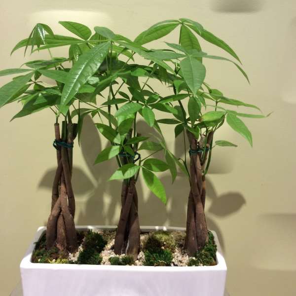 Potted money tree plant with braided trunks in a white rectangular planter